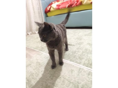 British shorthair annemiz 1 buçuk yaşında