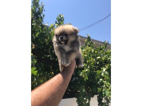Pomeranian boo köpeğimiz