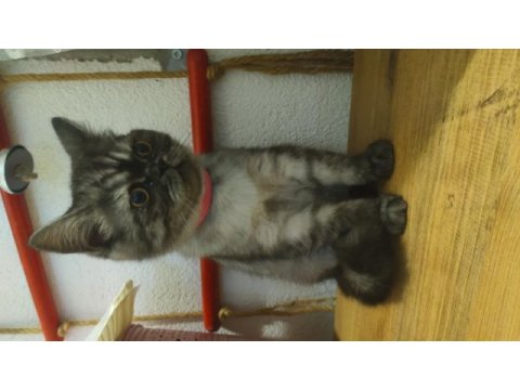 1 yaşında exotic kedimiz kayseri dişi
