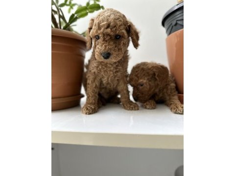 Toy poodle bebekler