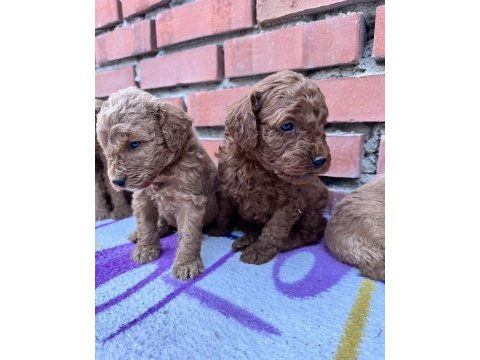 Red brown toy poodle bebekler