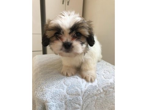 Shih tzu yavrularım yeni ailesini bekliyor
