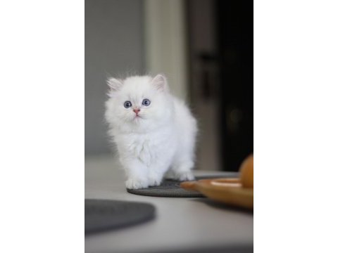 Anne baba şecereli tam bir asilzade british longhair