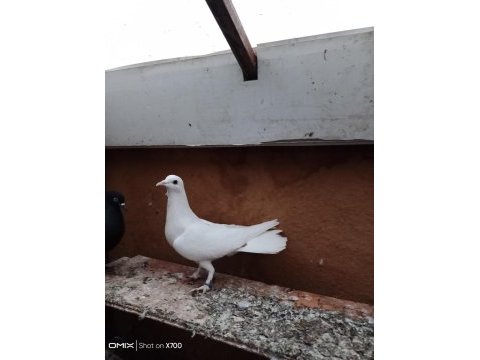 Oynak satılık saya güvercin var