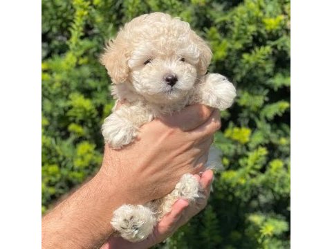 Toy poodle