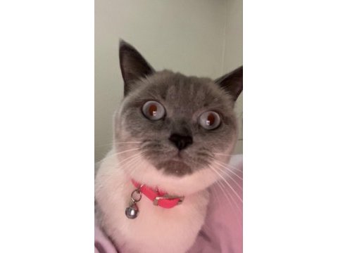 British shorthair 1,5 yaşında