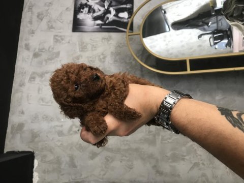 Toy poodle kilo ve boy garantili