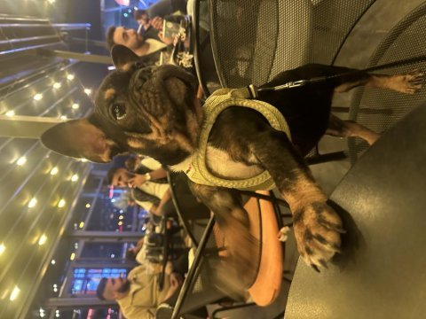 Egzotik micro dişi black tan french bulldog