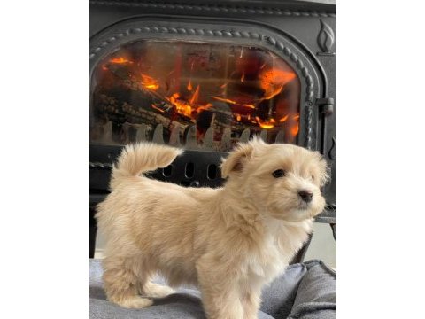 Zeki ve tüy dökmeyen maltipoo yavrularımız