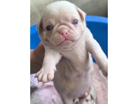Pug mops bebekler