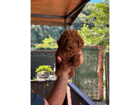 Orjinal toy poodle bebekler