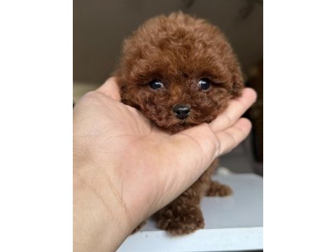 Kore toy poodle bebekler