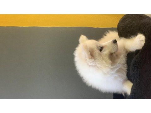 Burkem çiftliğimizden kar topu samoyed yavrularımız
