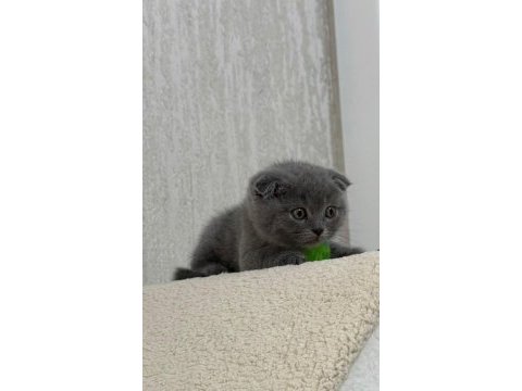 Küçük minnak kedilerim