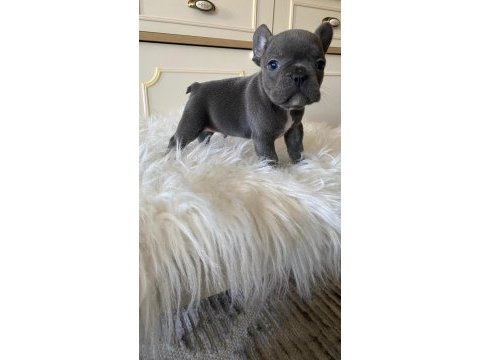 Blue & lilac a kalite french bulldog yavrularımız