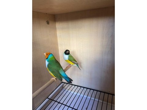 Yumurtlayan golden finch ve tepeli benegal bakıcı ile