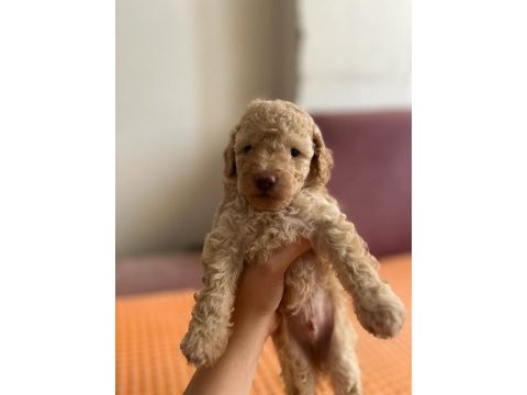 Apricot toy poodle