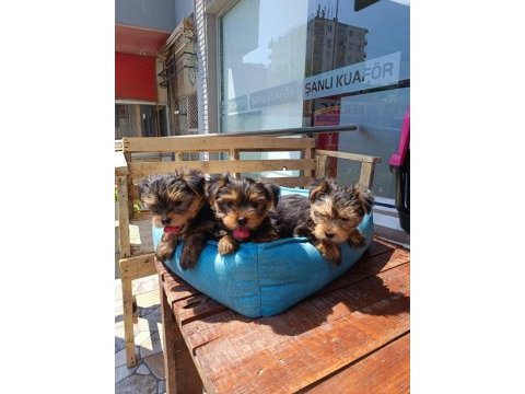 Teacup yorkshire erkek