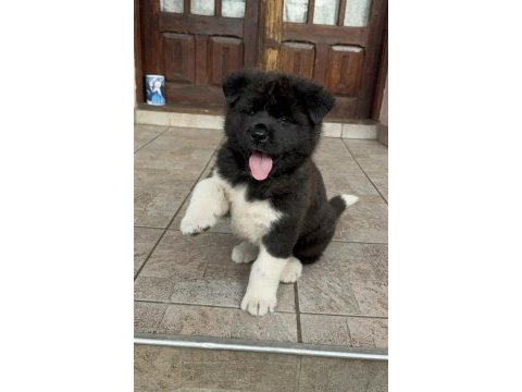 Safkan american akita yavruları