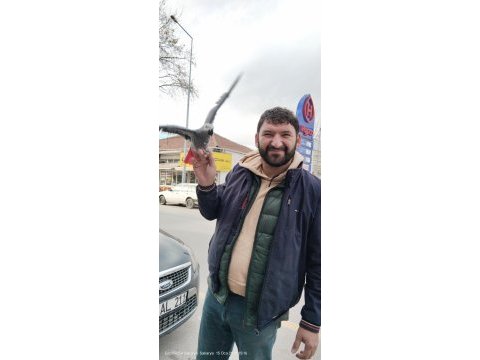 Yavru ve yetişkin jako papağanı mevcut