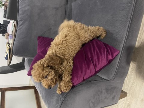 2,5 aylık toy poodle sahiplendirme
