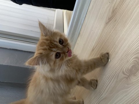 3 aylık sarı chinchilla