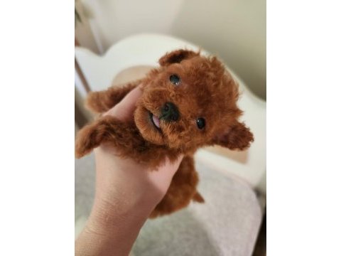Kore tniy boy poodle bebekler
