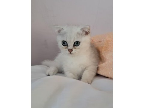 British shorthair silver erkek