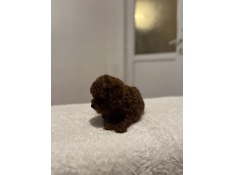 Kore dark red poodle bebekler