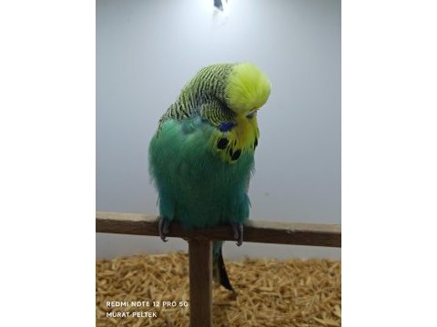 Show jumbo muhabbet kuşlarımız