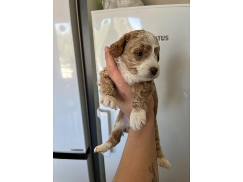 F3 maltipoo yavrular