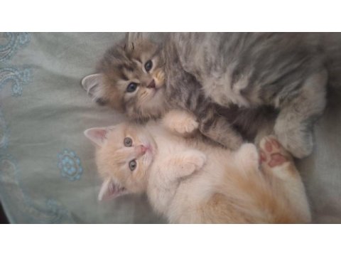 British shorthair yavru