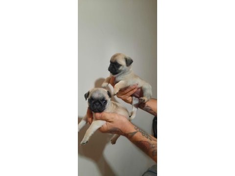 Kaliteli pug mops bebekler