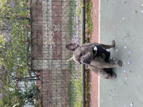 French bulldog blue