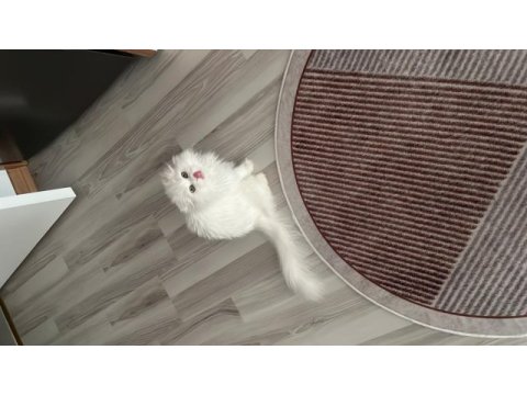 Scottish fold longhair orijinal şecereli