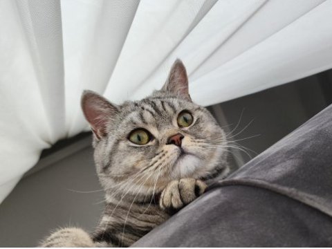 Uysal akıllı british shorthair kedimiz