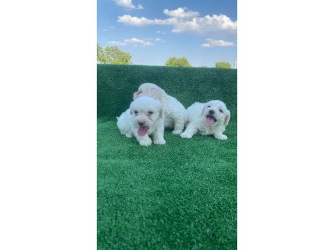 Beyaz maltese terrier yavrular