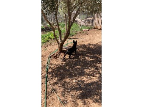 French bulldog 6 aylık erkek