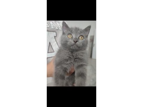 British shorthair kızımıza yuva arıyoruz