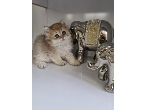 British longhair golden kardeşler