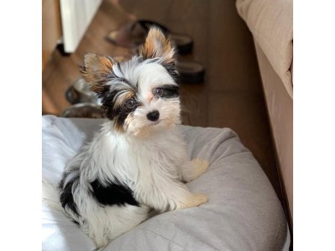 Biewer yorkshire puppy micro