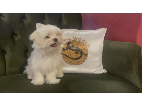 Pets world güvencesiyle gerçek maltese yavrularımız