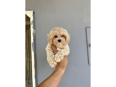 Kore kan maltipoo bebekler daha iyisi yok