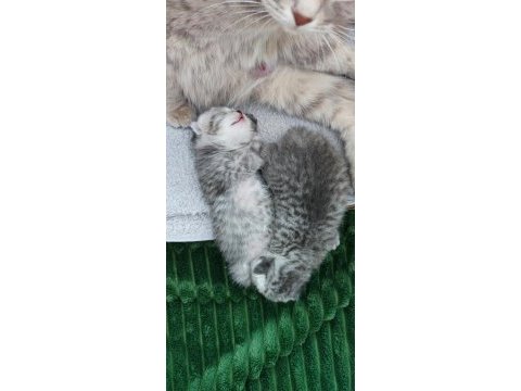 Sevgi yumağı minik yavru kediler