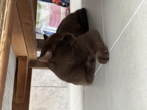 Ücretsiz sahiplendireceğiz 7 aylık british shorthair