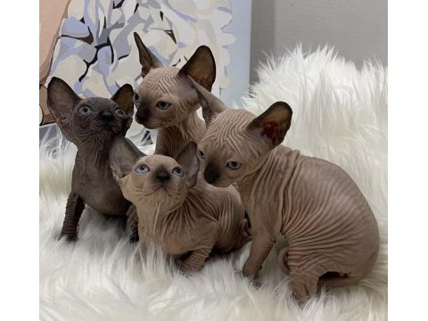 Sphynx sfenks tüysüz dişi erkek yavru