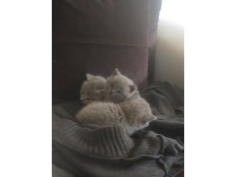 British shorthair 3 yavrumuza yeni sahip