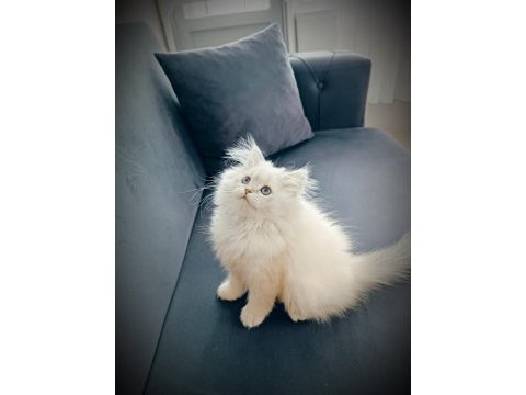Maviş göz british longhair