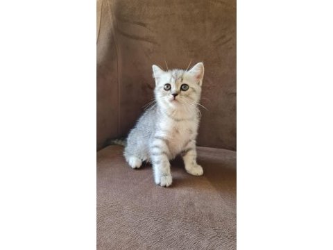 2 aylık erkek british shorthair silver yavrumuz