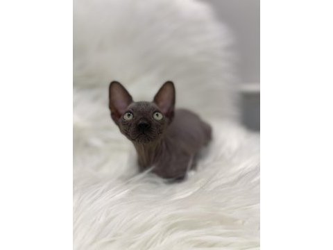 Sphynx sfenks tüysüz dişi erkek yavru